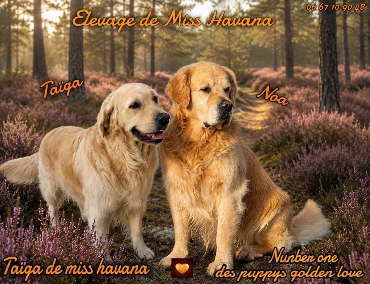 Chiot Golden Retriever De Miss Havana