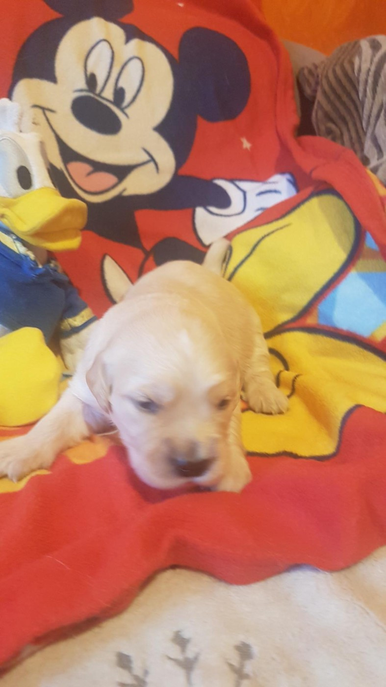 De Miss Havana - Chiots disponibles - Golden Retriever
