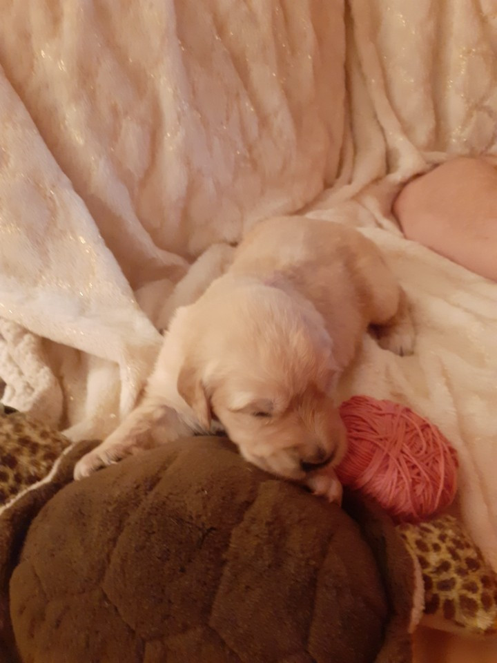 De Miss Havana - Chiots disponibles - Golden Retriever