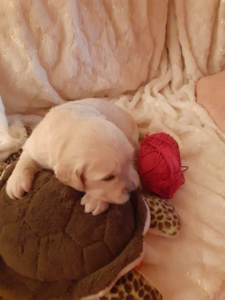 De Miss Havana - Chiots disponibles - Golden Retriever