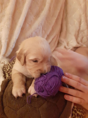 violet